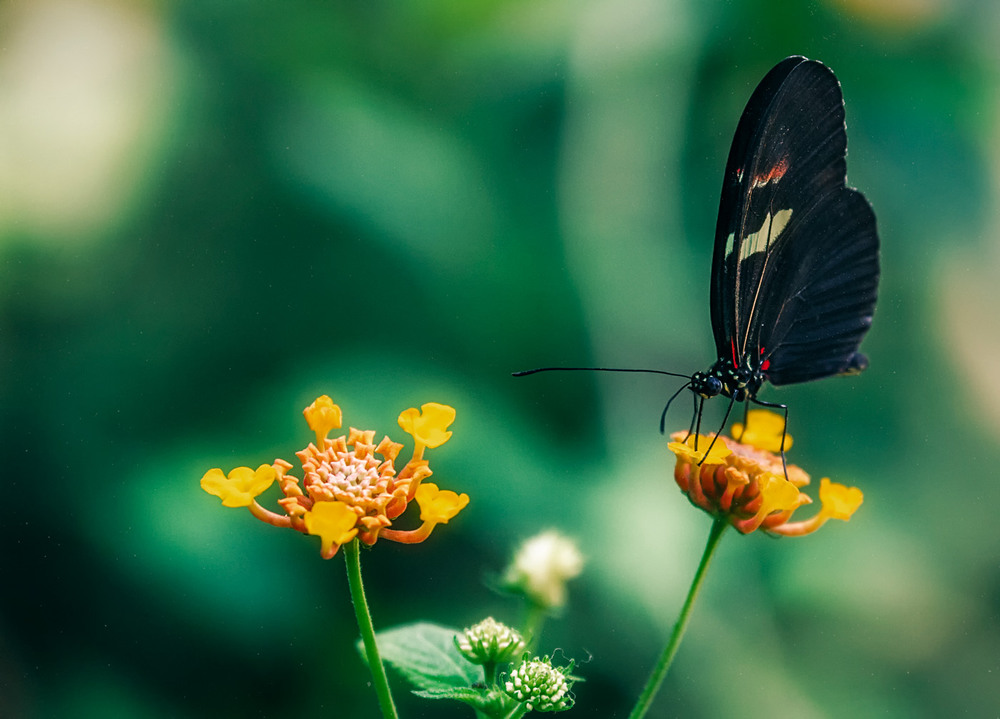 Фотографія "Парк бабочек"...Испания! / Александр Вивчарик / photographers.ua