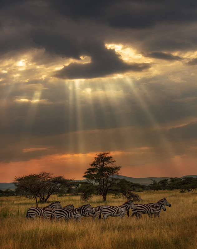 Фотографія "Космический" вечер в саванне...Танзания! / Александр Вивчарик / photographers.ua