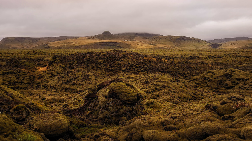 Фотографія Мох в Исландии, Лавовые поля... / Александр Вивчарик / photographers.ua