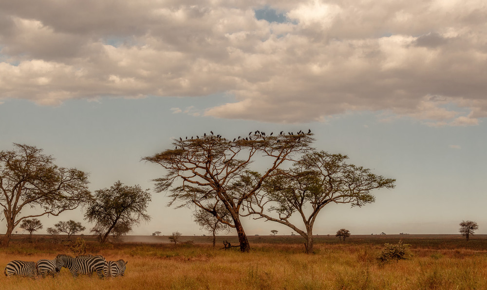 Фотографія Вечерняя саванна...Танзания! / Александр Вивчарик / photographers.ua