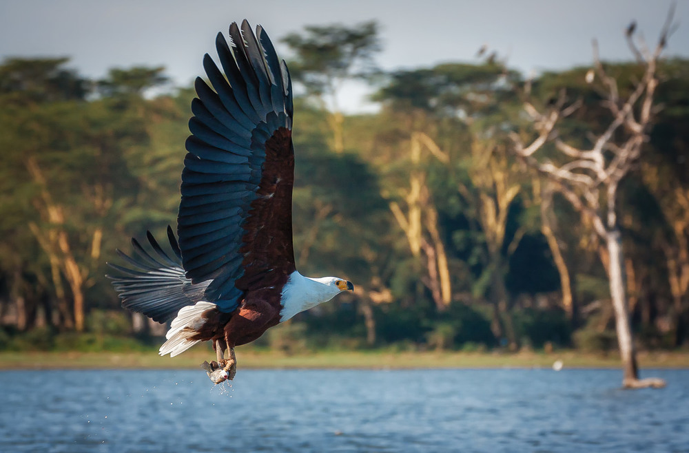 Фотографія Удачная охота...Кения...озеро Найваша. / Александр Вивчарик / photographers.ua