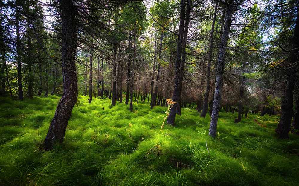 Фотографія Містична Ісландія! / Олександр Вівчарик / photographers.ua