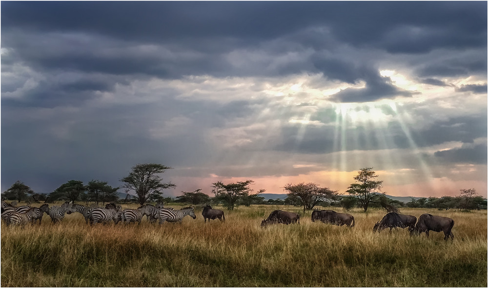 Фотографія Вечерело в саванне!!! Танзания...(продолжение следует...). / Александр Вивчарик / photographers.ua