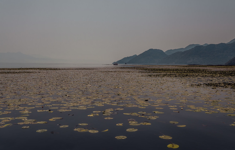 Фотографія Утро на Скадарском озере...Черногория! / Александр Вивчарик / photographers.ua