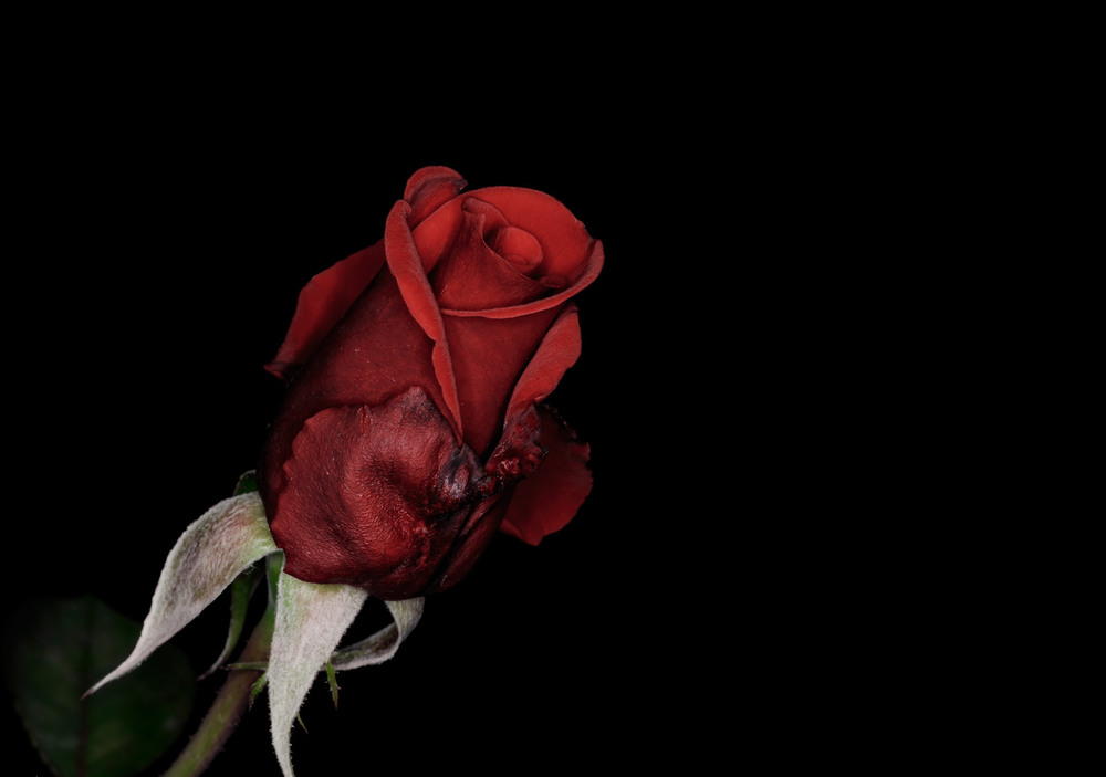 Фотографія Красная роза... / Александр Вивчарик / photographers.ua