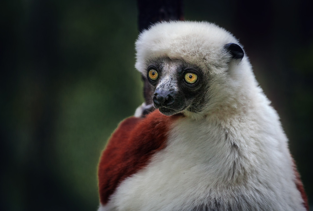 Фотографія Взгляд... В тропических лесах Мадагаскара... / Александр Вивчарик / photographers.ua