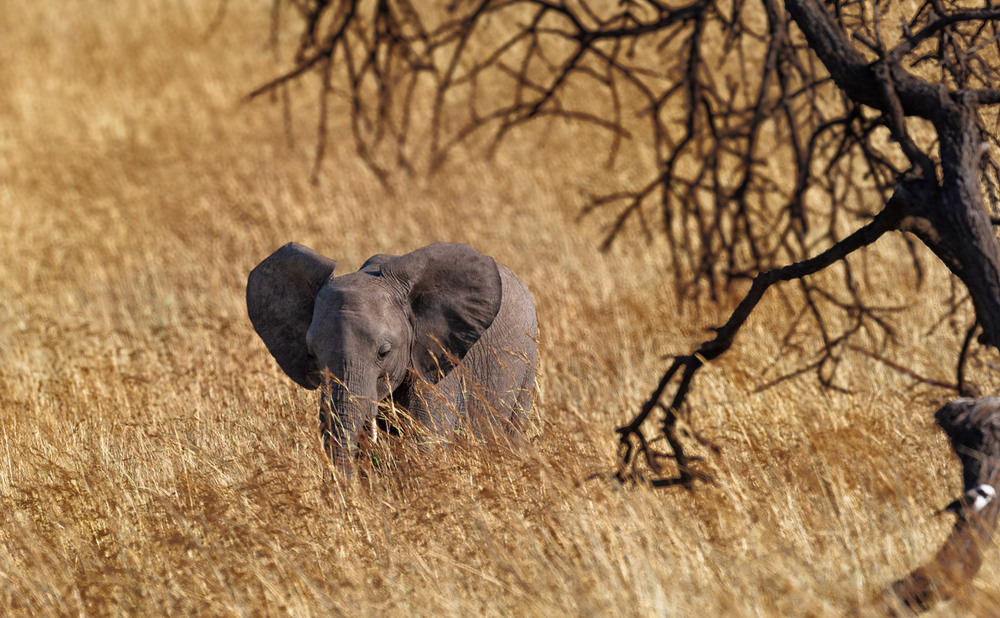 Фотографія Відсталий... Саванна. Танзанія! / Олександр Вівчарик / photographers.ua