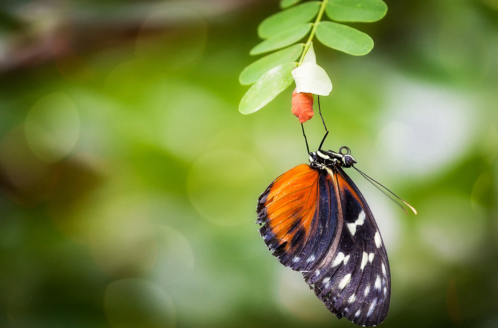 Фотографія Парк бабочек в Куала-Лумпур, или красота – страшная сила!(из архива). / Александр Вивчарик / photographers.ua