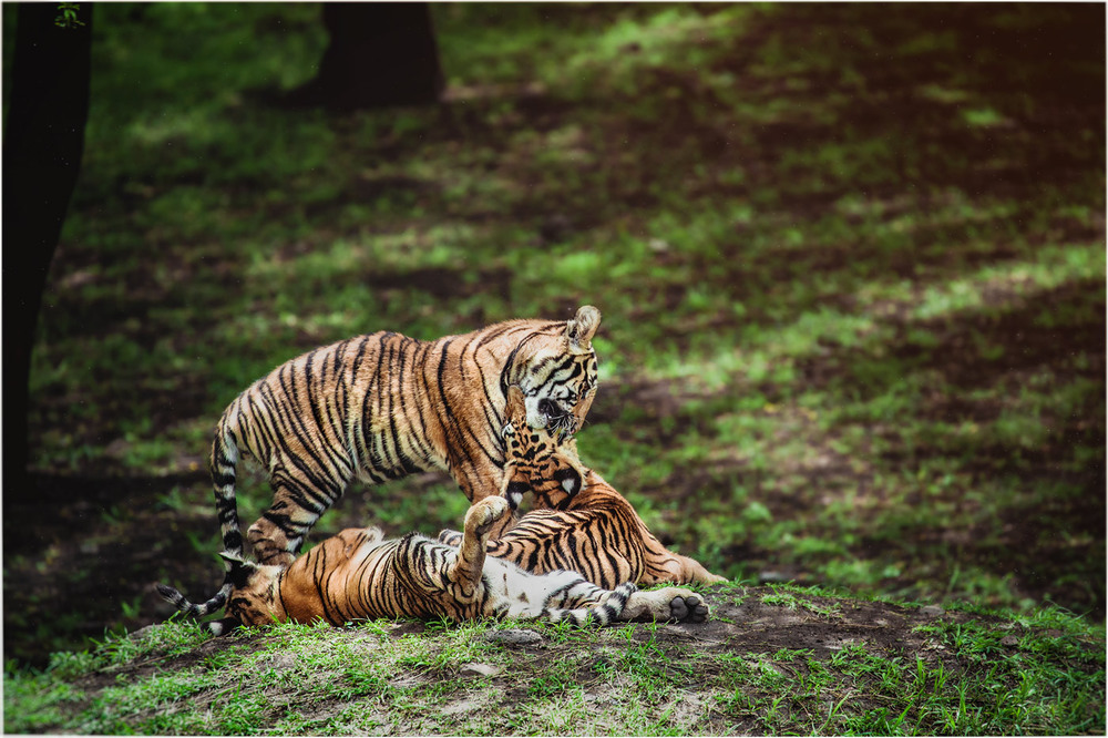 Фотографія Тигровая молодь...Малайзия! / Александр Вивчарик / photographers.ua