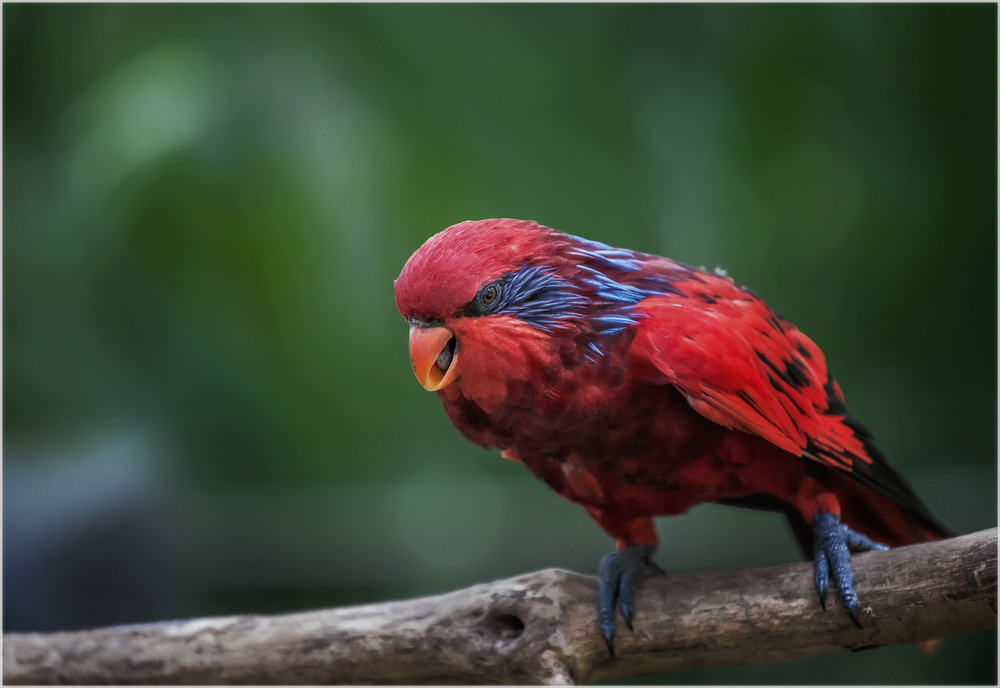Фотографія Жрать давай...Куала-Лумпурский парк птиц...Малайзия. / Александр Вивчарик / photographers.ua