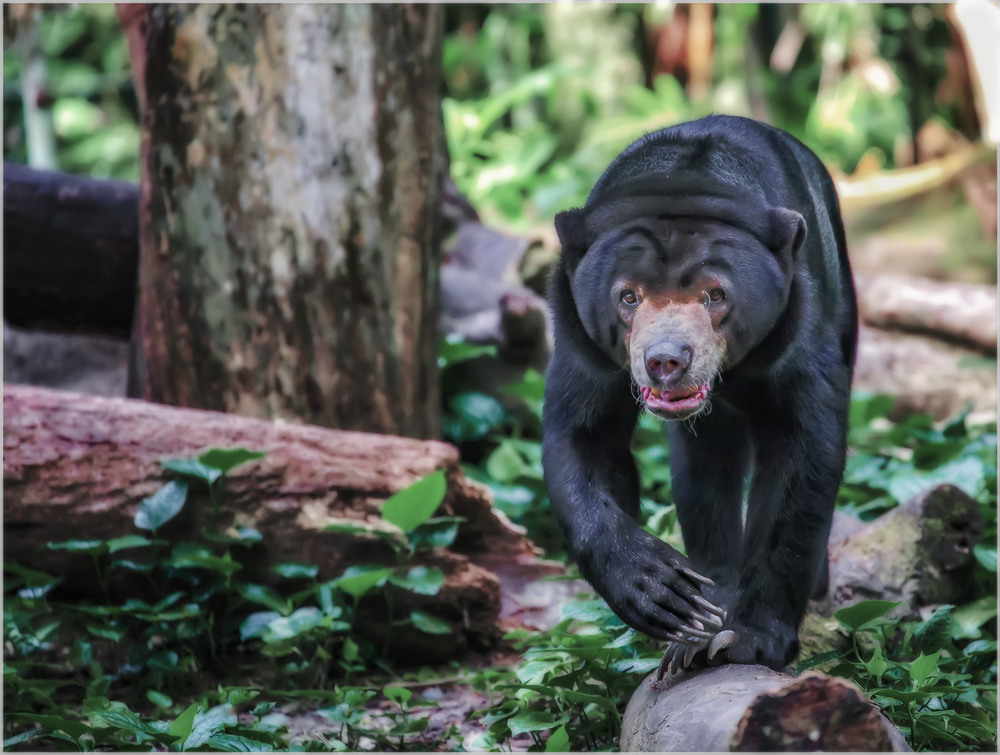 Фотографія Солнечный медведь бируанг...ZOO Сингапур. / Александр Вивчарик / photographers.ua