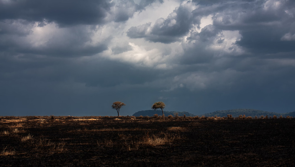 Фотографія После удара молнии и пожара в саванне...Кения! / Александр Вивчарик / photographers.ua
