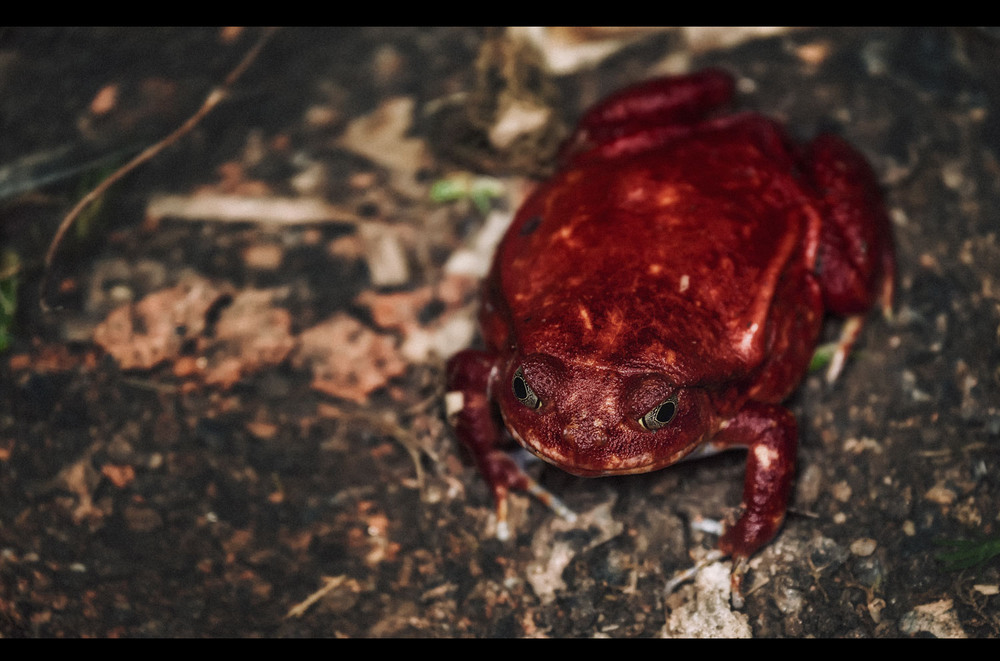Фотографія Красная лягушка с Мадагаскара называется ЛЯГУШКА-ПОМИДОР!!! / Александр Вивчарик / photographers.ua