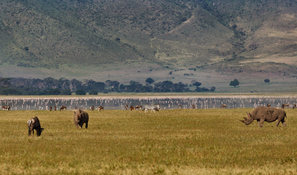 Фотографія И всем хватает места... саванна,Танзания! / Александр Вивчарик / photographers.ua