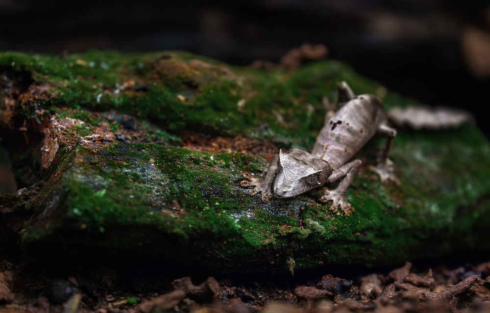 Фотографія Мадагаскарский плоскохвостый геккон... / Александр Вивчарик / photographers.ua
