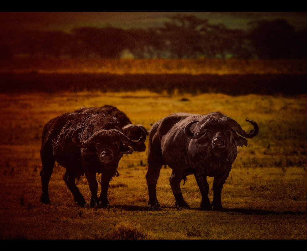 Фотографія Трио на закате...Танзания! / Александр Вивчарик / photographers.ua