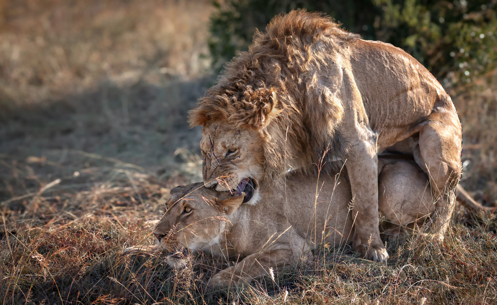 Фотографія Інстинкт чи почуття? / Олександр Вівчарик / photographers.ua