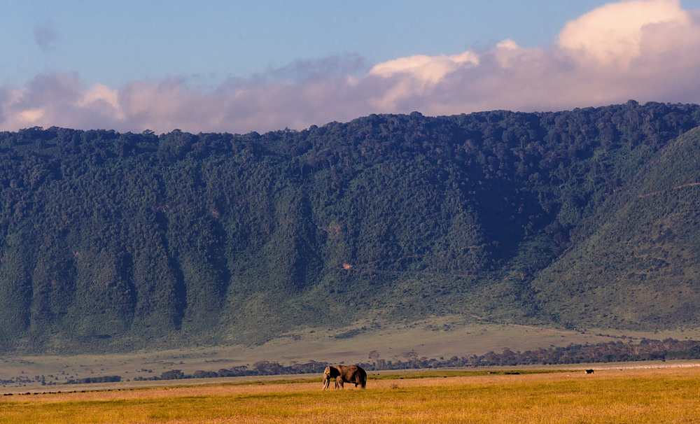 Фотографія Утро.На краю саванны... Танзания! / Александр Вивчарик / photographers.ua