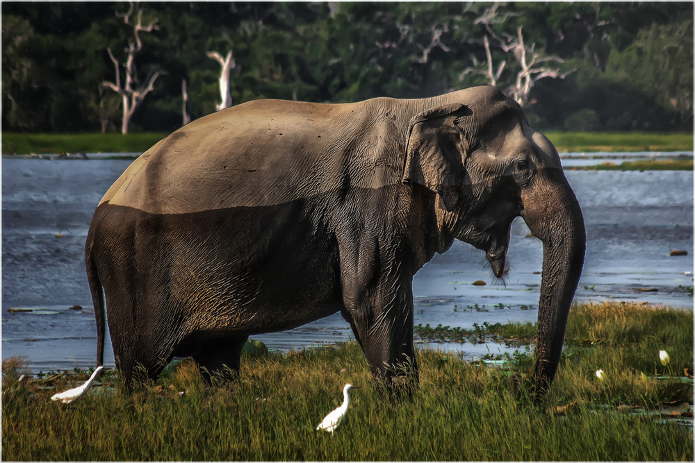Фотографія Молодой красавец слон...сафари на Шри-Ланке: Национальный парк Яла... / Александр Вивчарик / photographers.ua