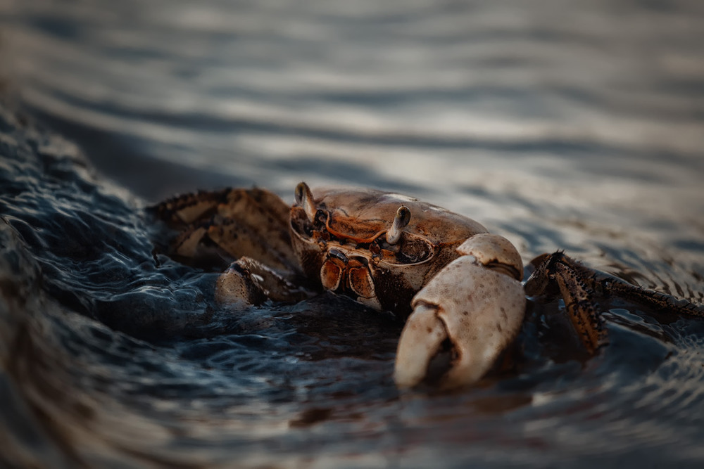 Фотографія Океанский "луноход"...побережье Кубы! / Александр Вивчарик / photographers.ua