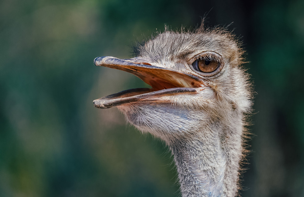 Фотографія Позер... / Олександр Вівчарик / photographers.ua
