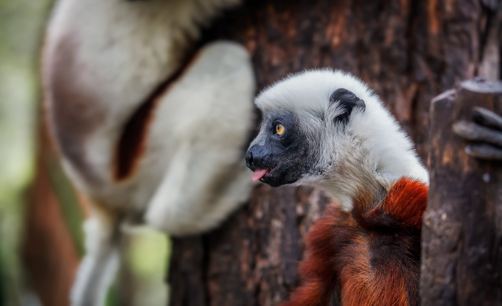 Фотографія "Кривляка"...Лемурляндия,  Мадагаскар! / Александр Вивчарик / photographers.ua