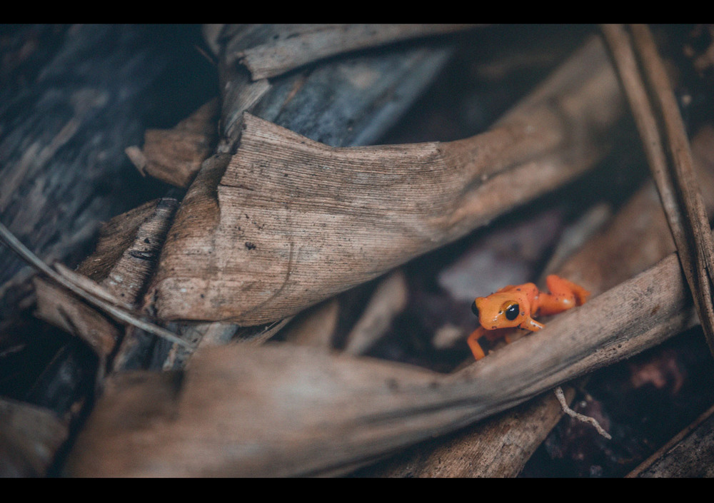 Фотографія "Гиганто..."Золотая мантелла (Mantella aurantiaca) — вид небольших по величине лягушек.Мадагаскар! / Александр Вивчарик / photographers.ua