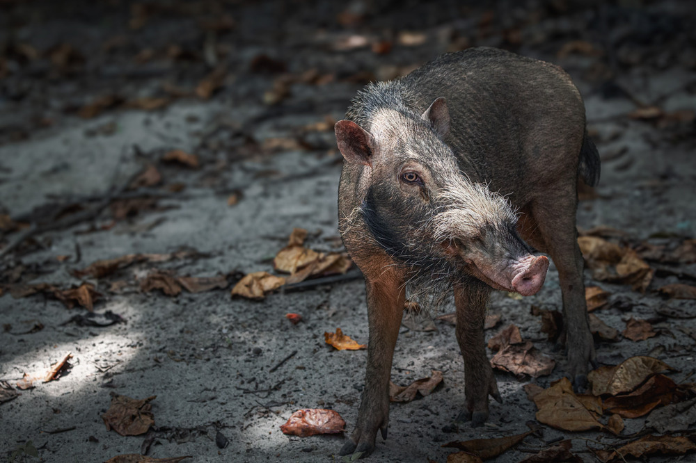 Фотографія Кабан-бородавочник... о.Сапі, Малайзія. / Олександр Вівчарик / photographers.ua