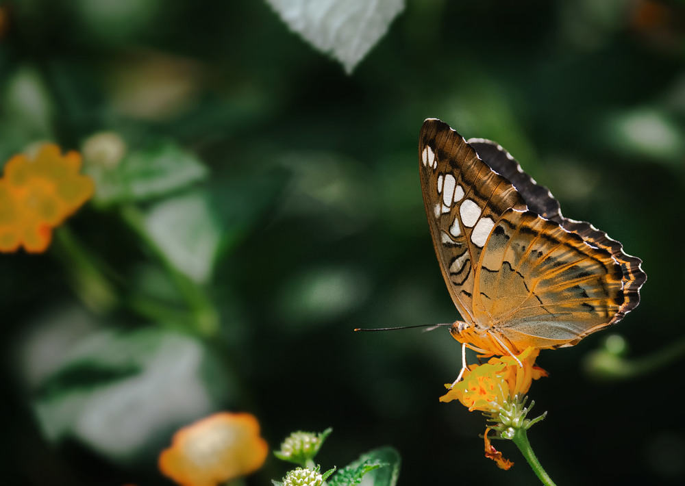 Фотографія Просто бабочка... Испания! / Александр Вивчарик / photographers.ua