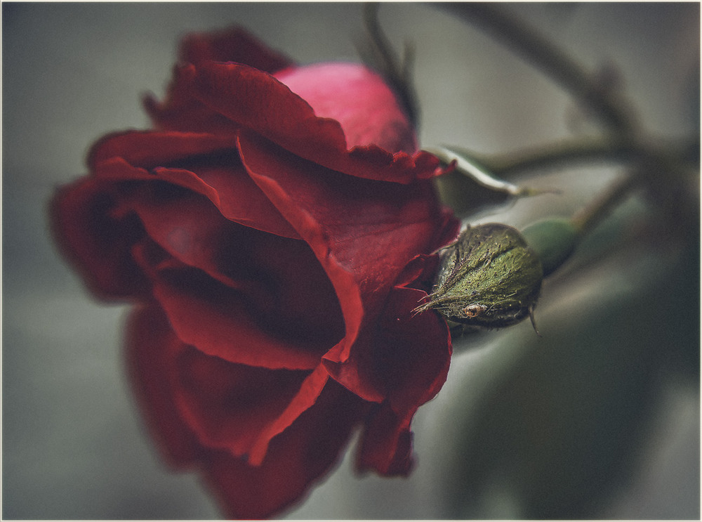 Фотографія В тебе есть ВСЁ- шипы и розы… Пленял меня твой пыл и слёзы… / Александр Вивчарик / photographers.ua