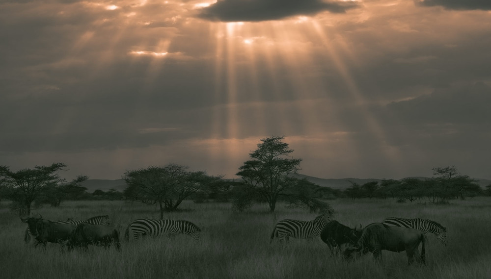 Фотографія Гармония саванны!...Танзания. / Александр Вивчарик / photographers.ua