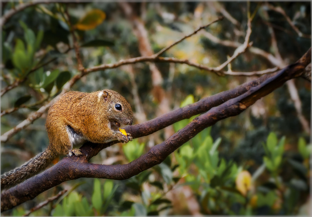 Фотографія Перекус бурундука.Национальный Парк Кинабалу, о.Борнео,Малайзия... / Александр Вивчарик / photographers.ua