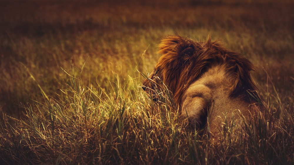 Фотографія Баю баюшки баю...должны все звери...даже львы! Танзания... / Александр Вивчарик / photographers.ua