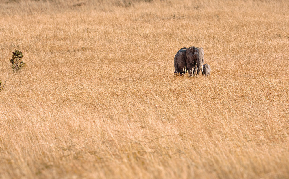 Фотографія Сім'я ... саванна, Танзанія! / Олександр Вівчарик / photographers.ua