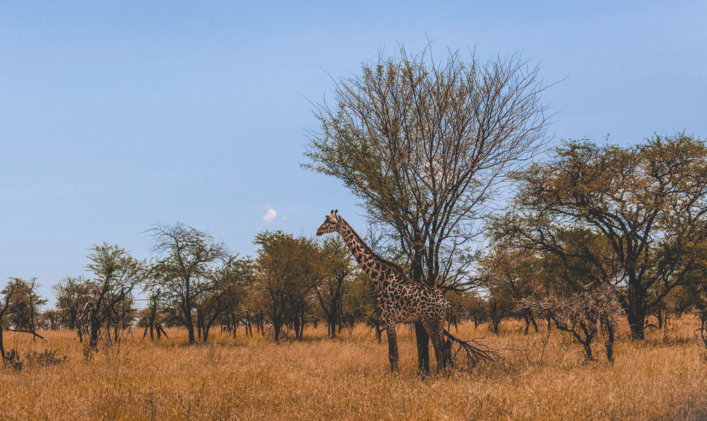 Фотографія Зной в саванне...Танзания! / Александр Вивчарик / photographers.ua