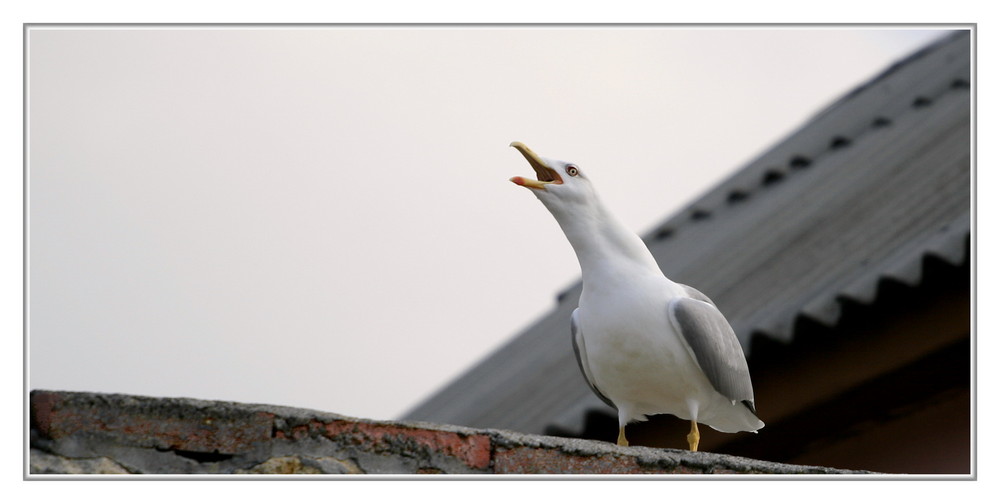 Фотографія Тревожный чайки крик... / Дана *** / photographers.ua