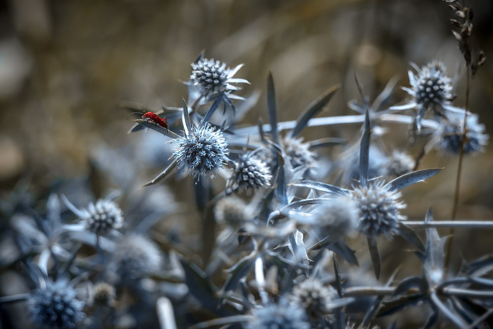 Фотографія Макро / Роман Цяпа / photographers.ua