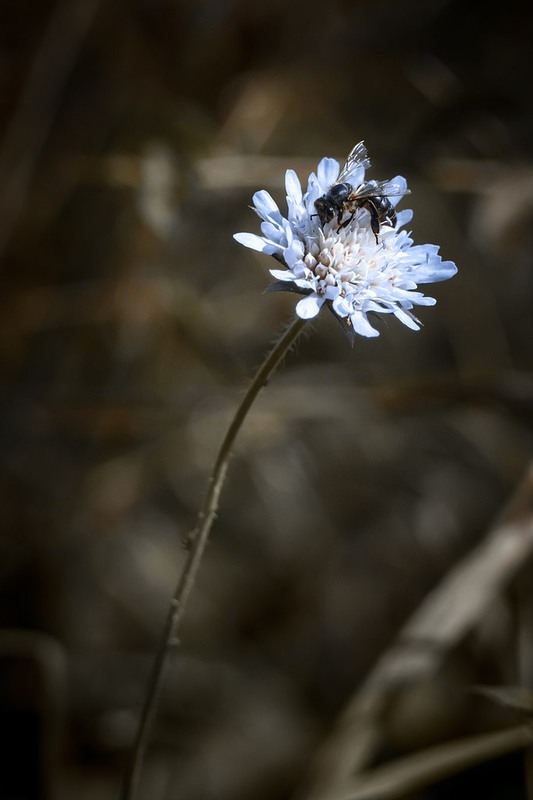 Фотографія Макро / Роман Цяпа / photographers.ua