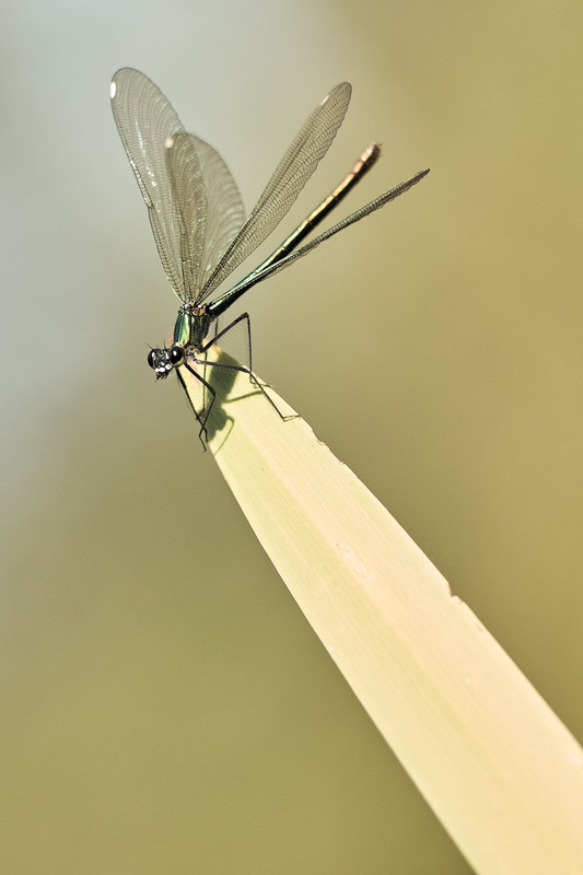 Фотографія Макро / Роман Цяпа / photographers.ua