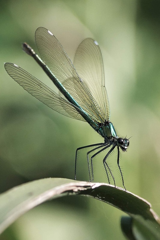 Фотографія Макро / Роман Цяпа / photographers.ua