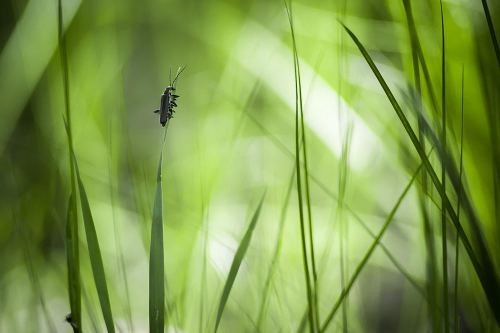 Фотографія Макро / Роман Цяпа / photographers.ua