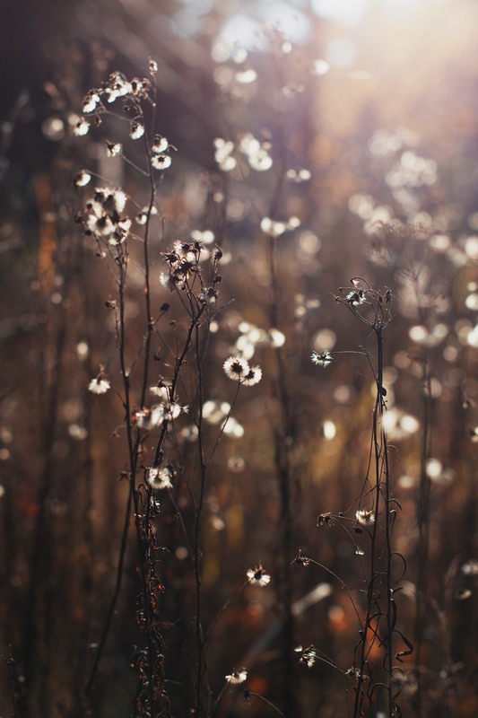 Фотографія Макро / Роман Цяпа / photographers.ua