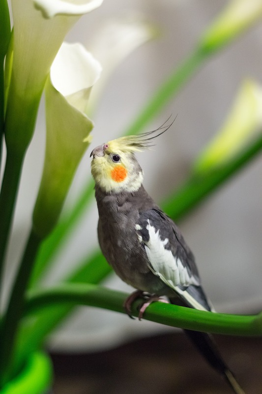 Фотографія Животные / Роман Цяпа / photographers.ua