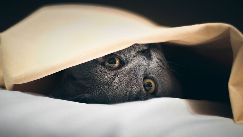 Фотографія Животные / Роман Цяпа / photographers.ua