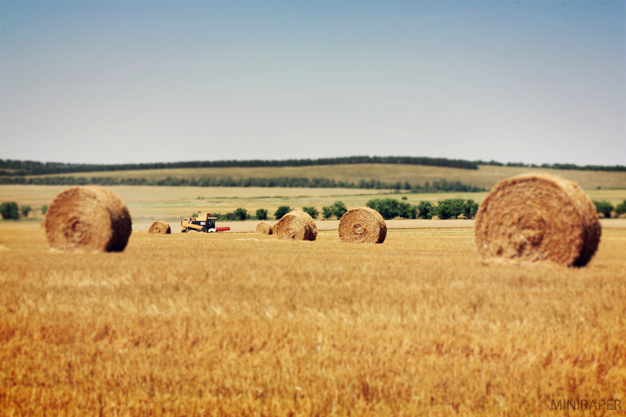 Фотографія С запахом пшеничных полей / Ярослава Mini / photographers.ua