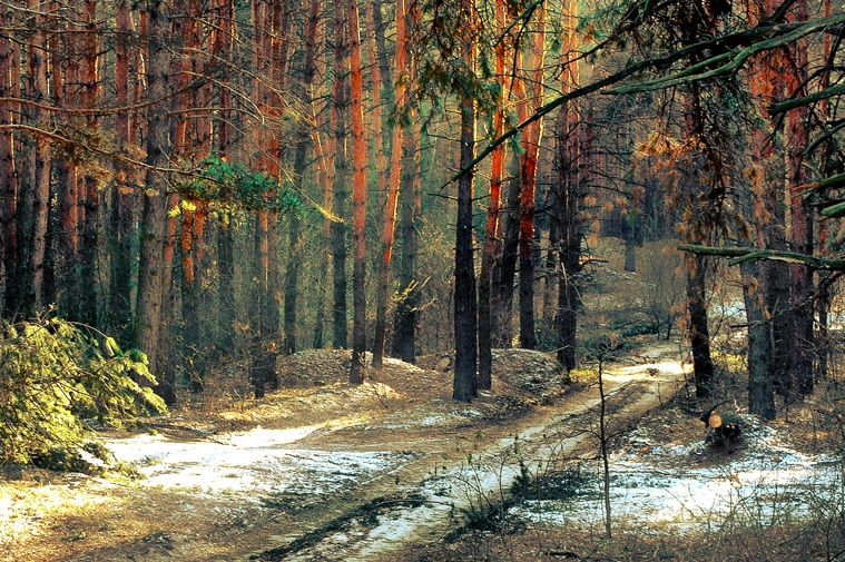 Фотографія ЗИМНИЙ ЛЕС . . . / Дмитрий Вишневский / photographers.ua