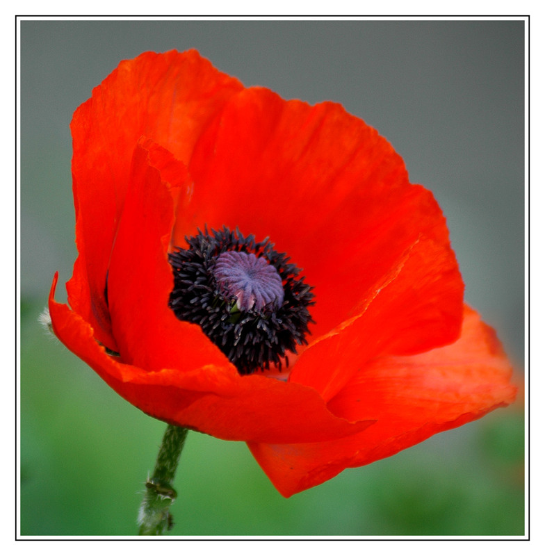 Фотографія АЛЕЮТ МАКИ . . . / Дмитрий Вишневский / photographers.ua