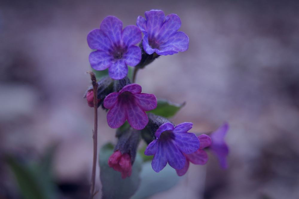 Фотографія Лесная медуница / Татьяна Папко / photographers.ua
