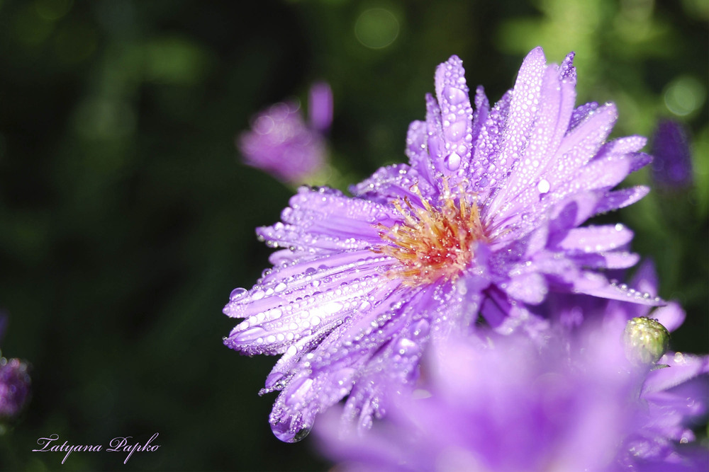 Фотографія Утренняя роса / Татьяна Папко / photographers.ua