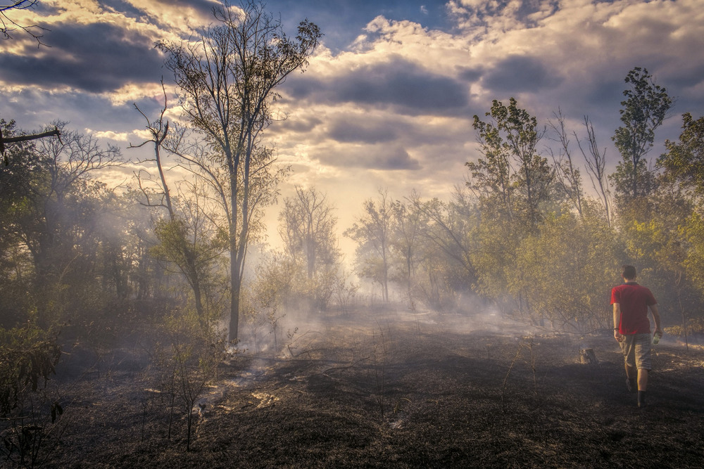 Фотографія В горящем лесу / Антонов Денис / photographers.ua
